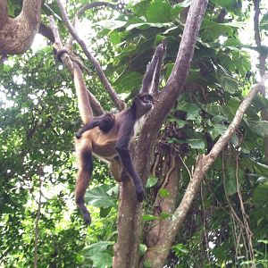Yucatan spider monkey & baby