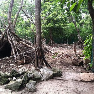 Yucatan deer exhibit