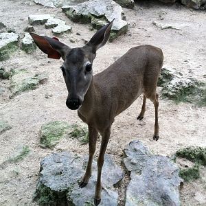 Yucatan deer