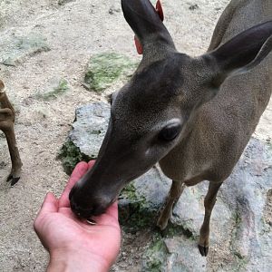 Yucatan deer feeding