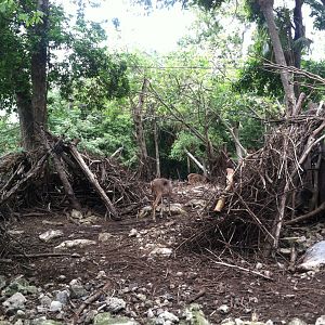 Yucatan deer exhibit