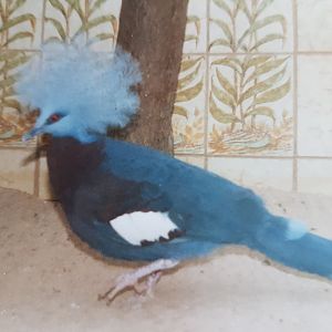 Scheepmaker's crowned pigeon