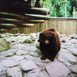 Brown Bear
