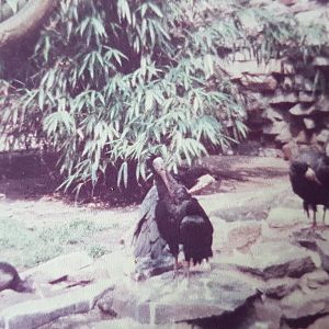 Northern bald ibisses