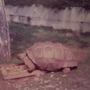 Giant Tortoise