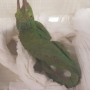 Jackson's - Three-horned chameleon