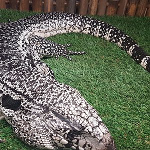 Black and white tegu