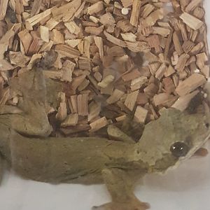 Ptychozoon species - Malaysia