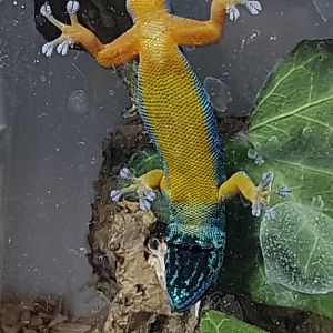 Lygodactylus williamsi - Bottom-side