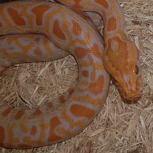 Burmese python Mutation