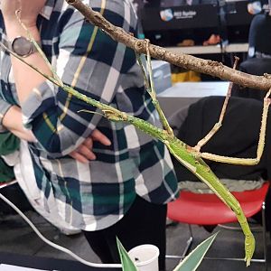 Australian Stick-insect ID