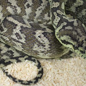 Darwin carpet python - Morelia spilota variegata