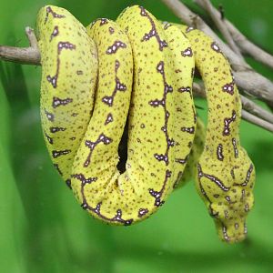 Green tree python
