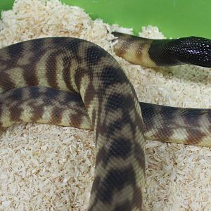 Black-headed Python