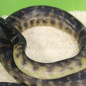 Black-headed Python