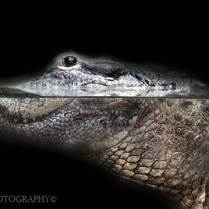 Jul. 2016 - Manatee Springs - American Alligator