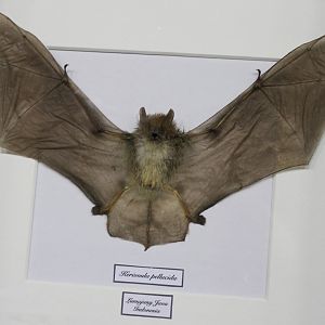 Specimen Clear-winged woolly bat - Kerivoula pellucida