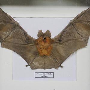 Specimen Malaysian Blyth's horseshoe bat - Rhinolophus lepidus refulgens