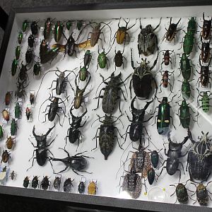 Showcase Beetle-specimens