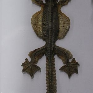 Specimen Ptychozoon Kuhli