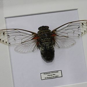 Specimen Giant clear-winged cicada
