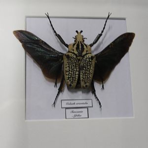 Specimen Goliathus orientalis