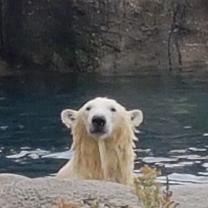 Polar bear