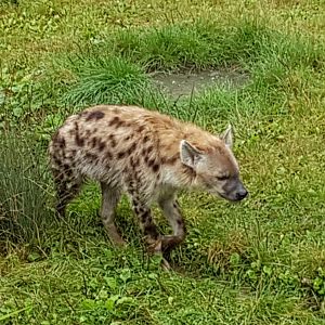 Spotted hyena