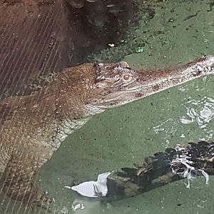 Slender-snouted crocodile