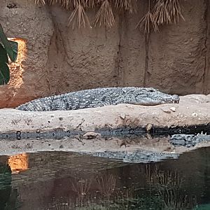 Nile crocodile