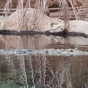 Nile crocodile