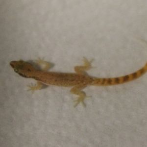 Tropiocolotes tripolitanus