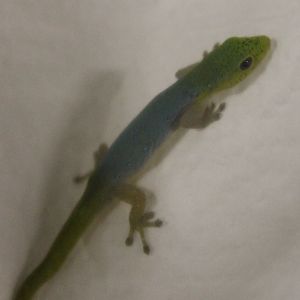 Lygodactylus conraui