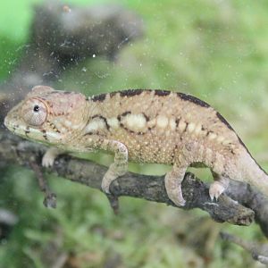 Furcifer pardalis - Young