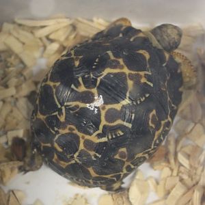 Radiated tortoise - Young