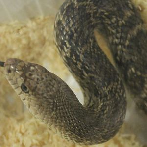 Pituophis catenifer sayi