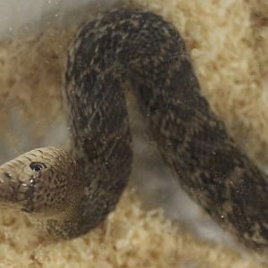 Pituophis catenifer sayi