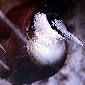 African jacana
