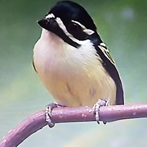 Yellow-rumped tinkerbird