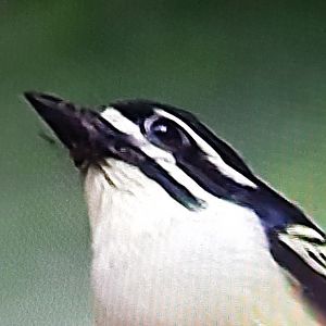 Yellow-rumped tinkerbird