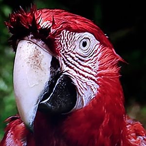 Green-winged macaw