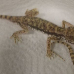 Stenodactylus Petrii