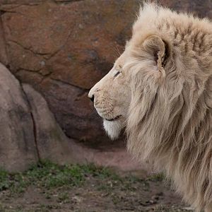 White Lion (Mane)