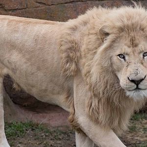 White Lion (Fintan)