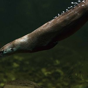 River Otter