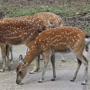 Vietnam sika-deers