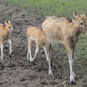 Pere David's deer and calves