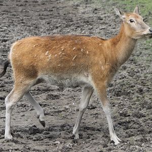 Pere David's deer