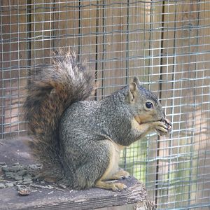 Eastern fox squirrel