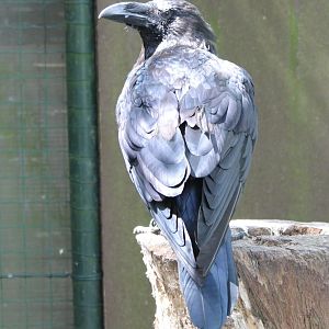 Eurasian raven